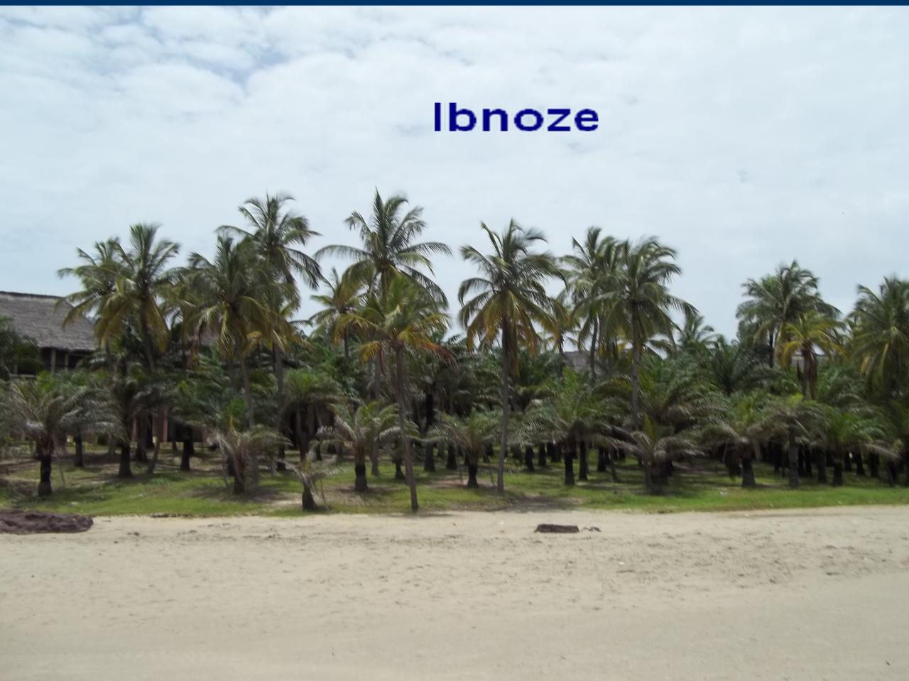 cocotiers-nains-a-cap-skiring.jpg