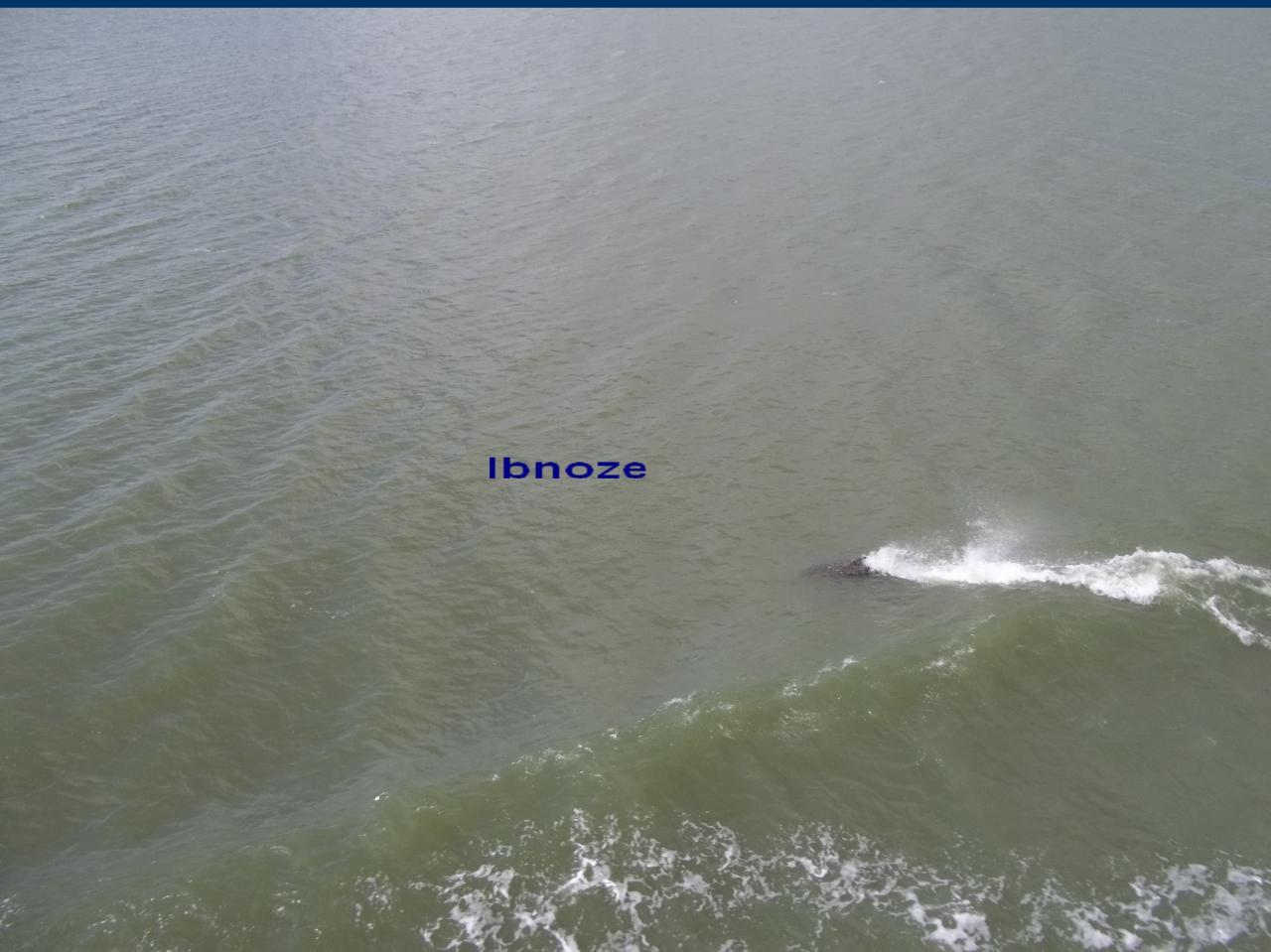 dauphins-fleuve-senegal-1.jpg