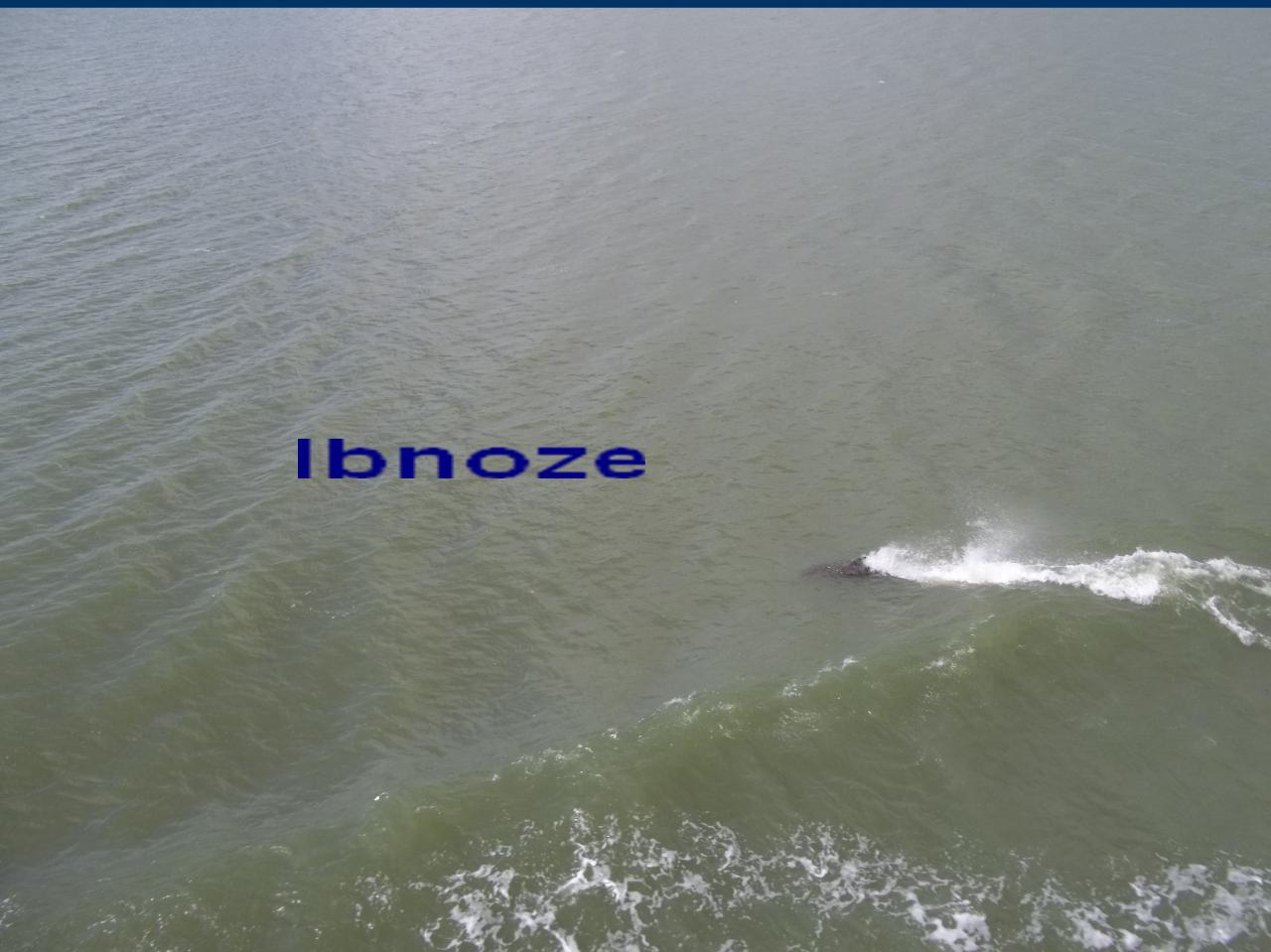 dauphins-fleuve-senegal.jpg