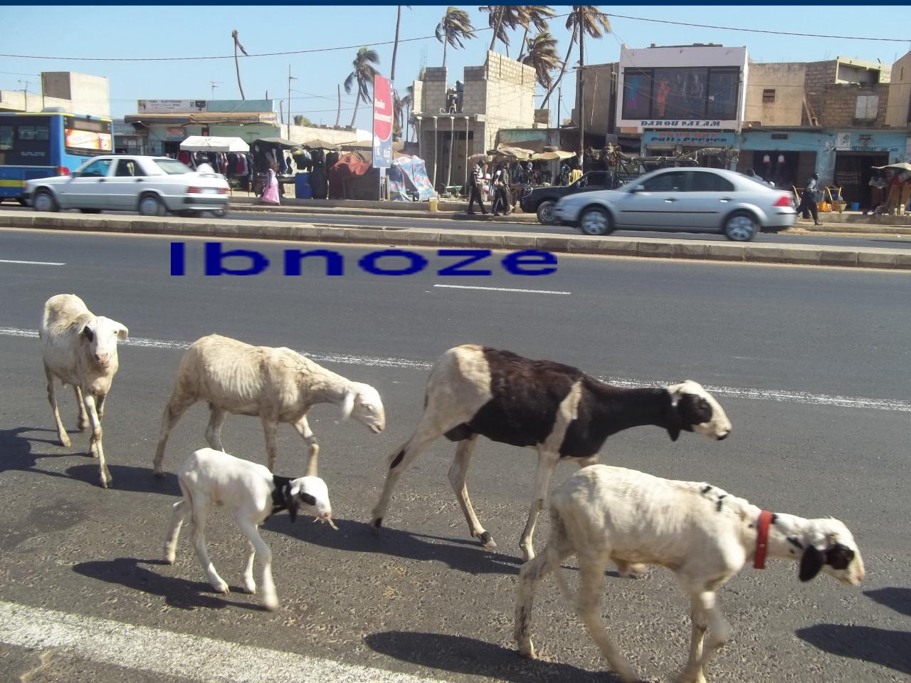 des-moutons-errants-vers-la-poste.jpg