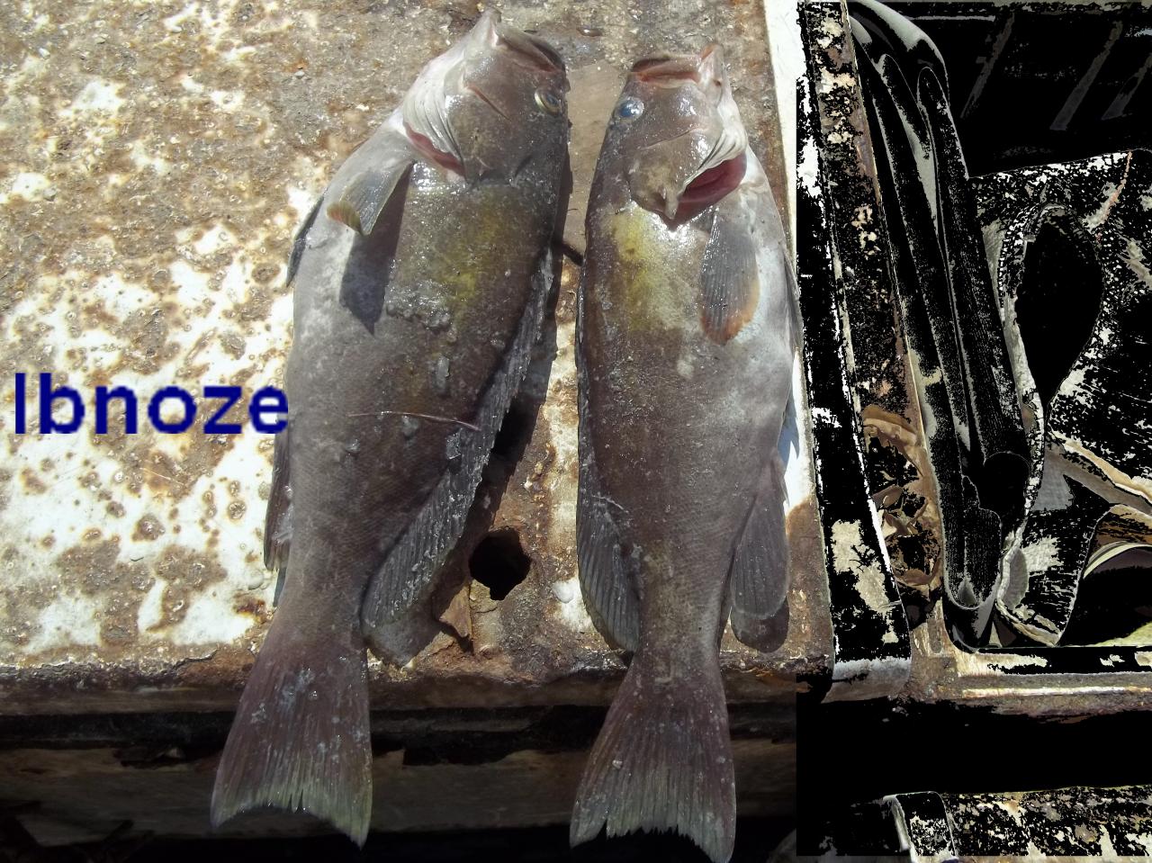 poissons-merou-ou-thiof.jpg