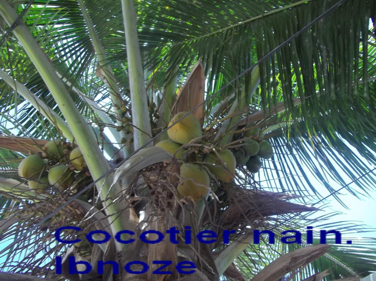 sur-ibnoze-le-27-mars-2013-006.jpg